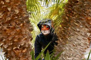 Original 2495 px/ 1663 px