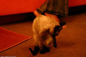 Original 1536 px/ 1024 px