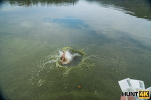 Original 4090 px/ 2727 px