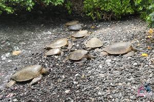 Original 3000 px/ 2000 px