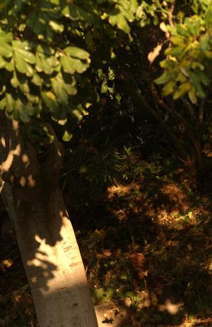 Original 600 px/ 921 px