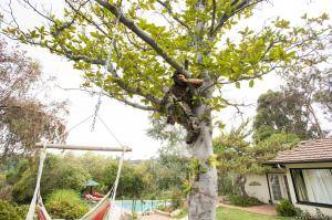 Original 2499 px/ 1663 px