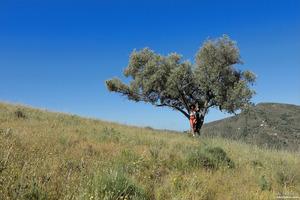 Original 4000 px/ 2668 px