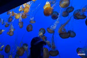 Original 3000 px/ 2000 px