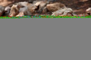 Original 3000 px/ 2000 px