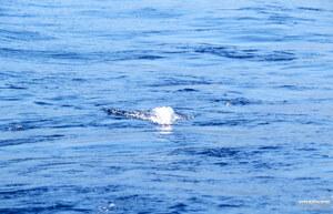 Original 4202 px/ 2709 px