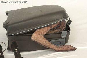 Original 800 px/ 531 px