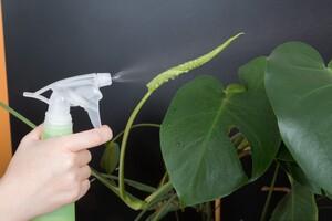 Original 3000 px/ 2000 px