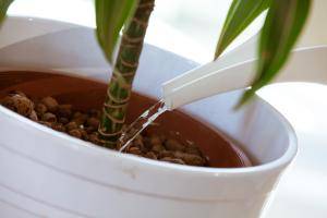 Original 5616 px/ 3744 px