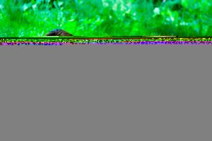 Original 1647 px/ 1098 px