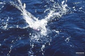 Original 4042 px/ 2687 px