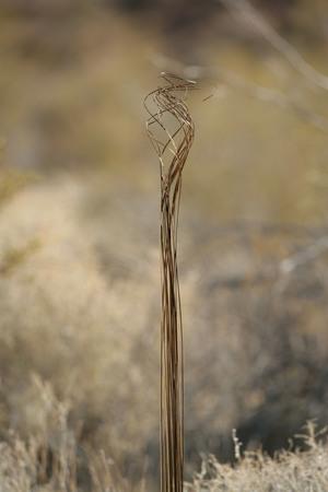 Original 2667 px/ 4000 px