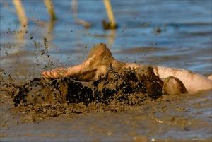 Original 3000 px/ 2008 px