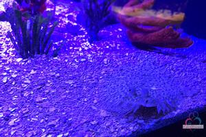 Original 3000 px/ 2000 px