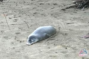 Original 3000 px/ 2000 px