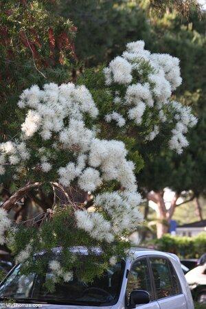 Original 853 px/ 1280 px