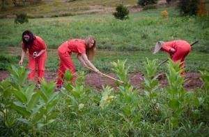 Original 1200 px/ 795 px