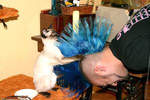 Original 1536 px/ 1024 px