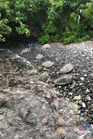 Original 2000 px/ 3000 px