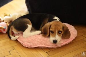 Original 5616 px/ 3744 px