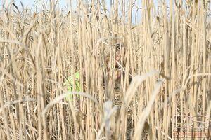 Original 1800 px/ 1200 px