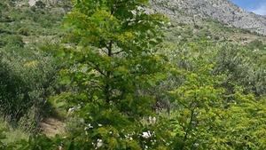 Original 1024 px/ 576 px