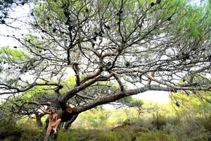 Original 5184 px/ 3456 px