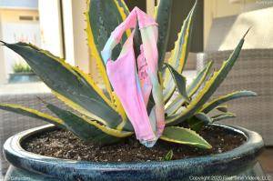 Original 4928 px/ 3280 px