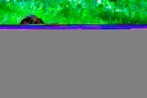 Original 1647 px/ 1098 px