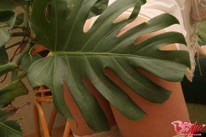 Original 1500 px/ 1000 px