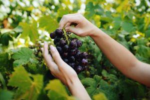 Original 4324 px/ 2883 px