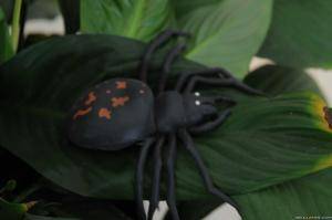 Original 2500 px/ 1660 px