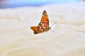 Original 4928 px/ 3280 px