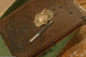 Original 1536 px/ 1024 px