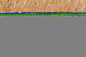 Original 2808 px/ 1872 px