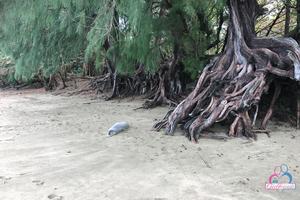 Original 3000 px/ 2000 px