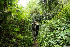 Original 4000 px/ 2667 px