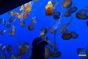 Original 3000 px/ 2000 px