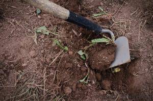 Original 1200 px/ 795 px