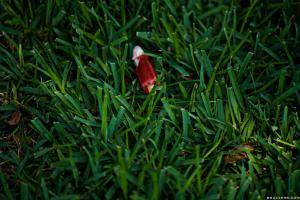 Original 2493 px/ 1663 px