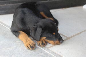 Original 2400 px/ 1600 px