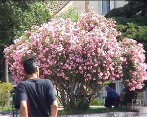 Original 720 px/ 576 px