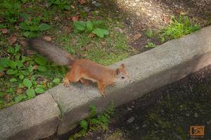 Original 2500 px/ 1660 px