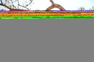 Original 3000 px/ 2000 px