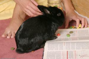 Original 1536 px/ 1024 px