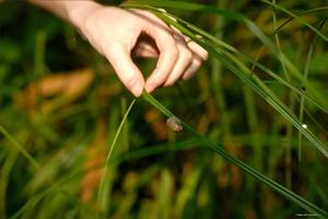 Original 3000 px/ 2008 px