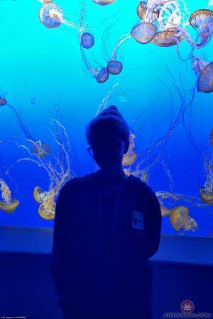 Original 2000 px/ 3000 px