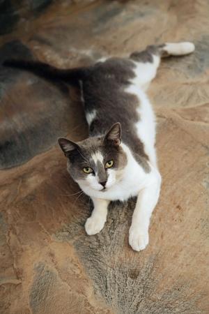 Original 1440 px/ 2160 px