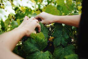 Original 4324 px/ 2883 px